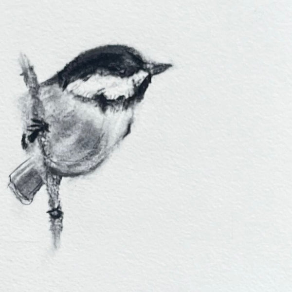 Black Capped Chickadee