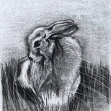 Lepus Hibernicus