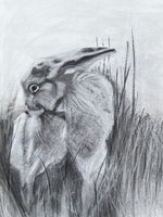Lepus Hibernicus (Irish Hare)