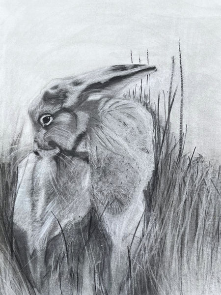 Lepus Hibernicus (Irish Hare)