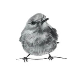 6 Bluebird What's Up Note Cards