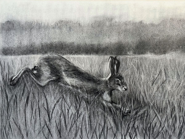 Hare in the tall grass