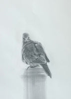 Mourning Dove