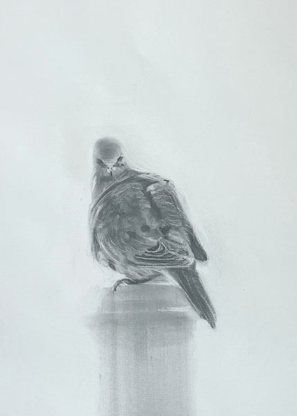 Mourning Dove