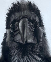 Raven