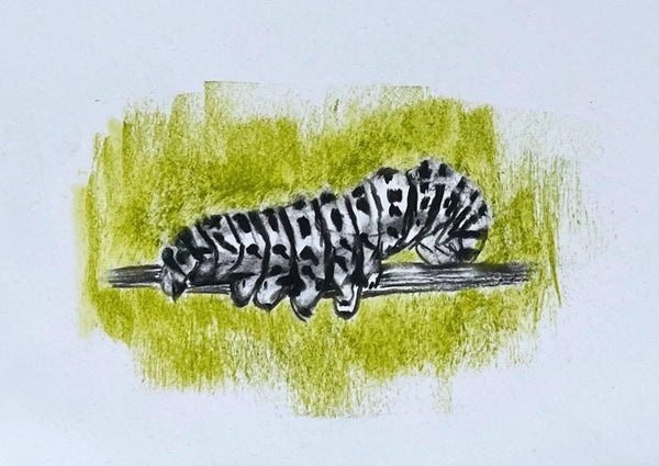 Caterpillar