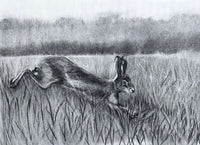Hare in the tall grass