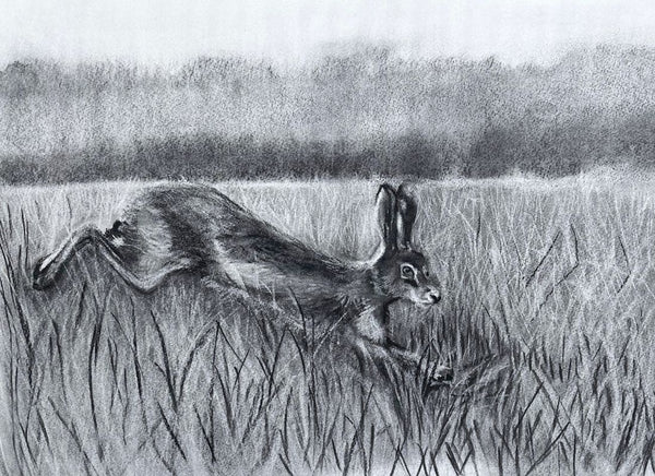 Hare in the tall grass