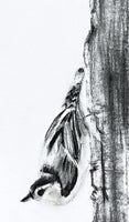 Nuthatch