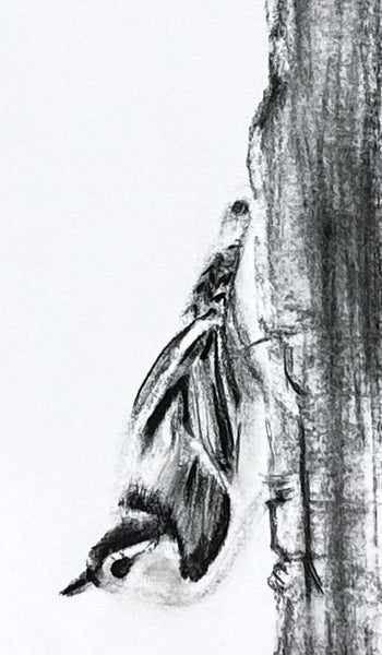 Nuthatch