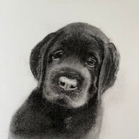 Great Big Puppy Eyes