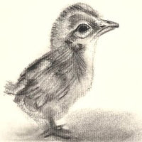Mini Mini Little Chickie