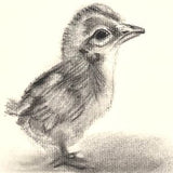 Mini Mini Little Chickie