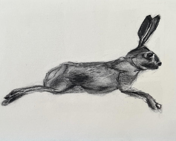 Racing Rabbit (Male)