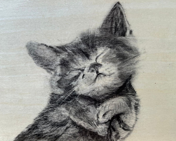 Sleep Kitten on Birch Panel