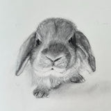 Little Lop 9" x 12" Original Charcoal Drawing