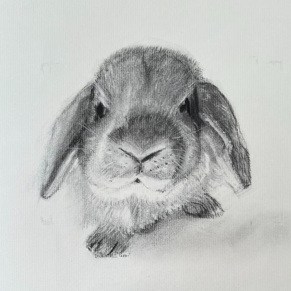 Little Lop 9" x 12" Original Charcoal Drawing